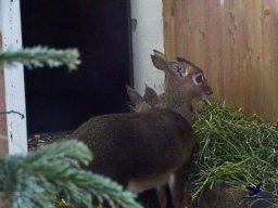 Tiergarten Schönbrunn am 24.02.2026